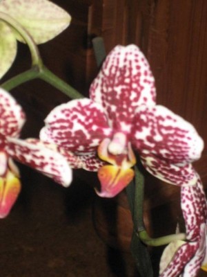 phal4.jpg