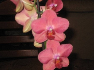 phal2.jpg