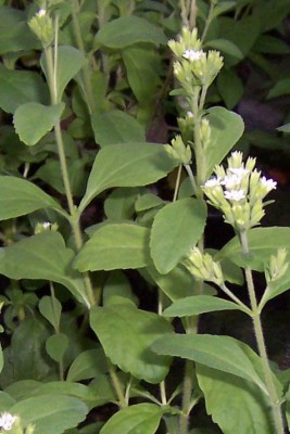 Stevia rebaudiana.jpg