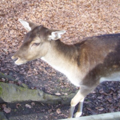 Natur 014.jpg