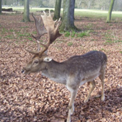Natur 013.jpg