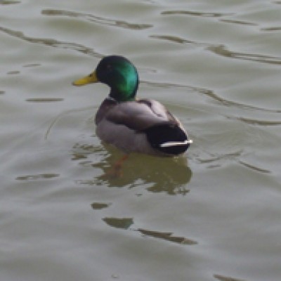 Natur 010.jpg