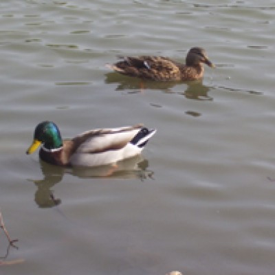 Natur 009.jpg