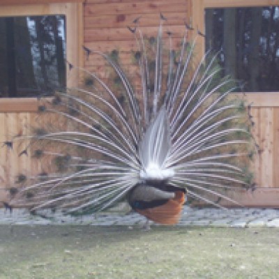Natur 049.jpg