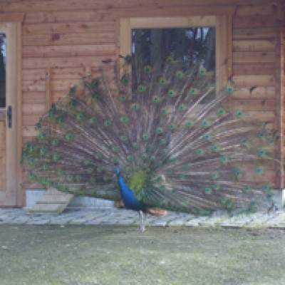 Natur 048.jpg