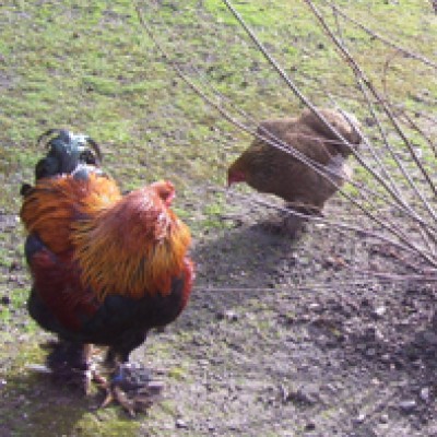 Natur 034.jpg