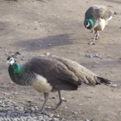 Natur 024.jpg