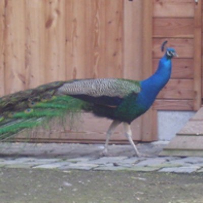 Natur 057.jpg