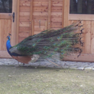 Natur 055.jpg