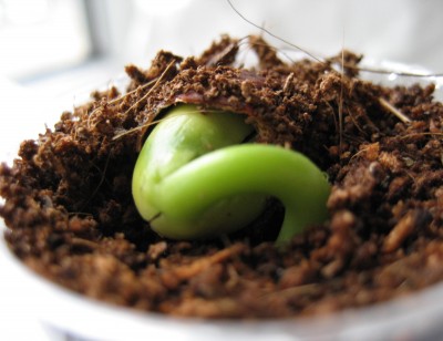 korallenstrauch neu.JPG