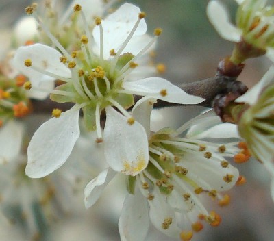 12.03.2008 blossom.jpg