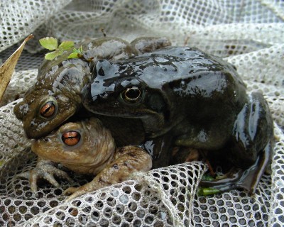 1mal Frosch und 2mal Kröte w.jpg
