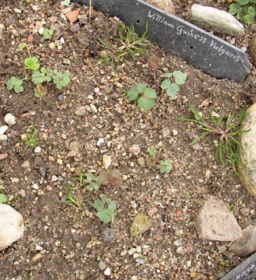P1010127_01.jpg