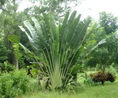 baum der reisenden.jpg