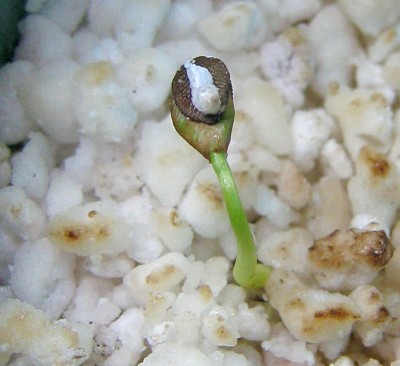 12.03.2008 Passiflora coccinea.JPG