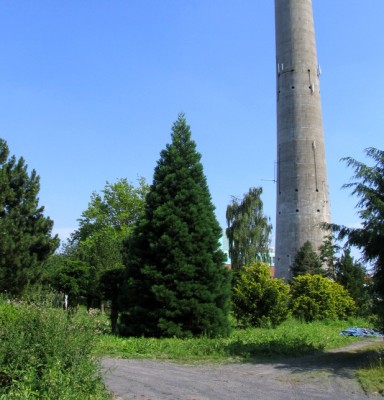 0764 Sequoia gigant 80er 1_07_2006.jpg