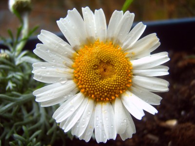 Makro 026m.jpg