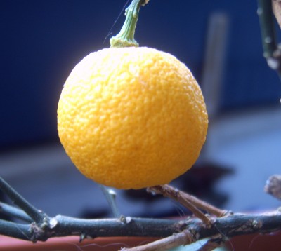 Makro 013n.jpg
