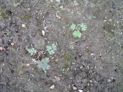 Robertbeet 004.JPG