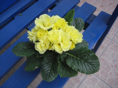 gefüllte Primel.jpg