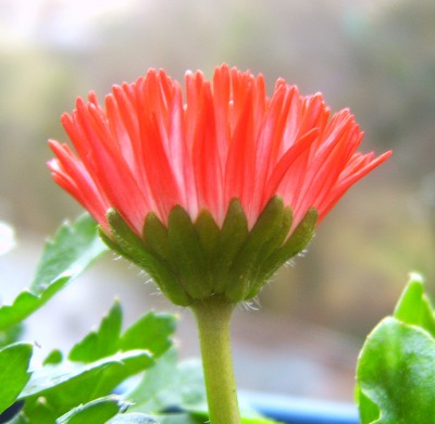 Makro 036.jpg