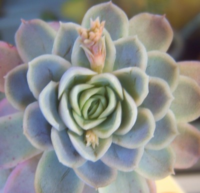 Makro 048.jpg