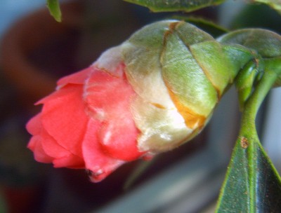 Makro 049.jpg