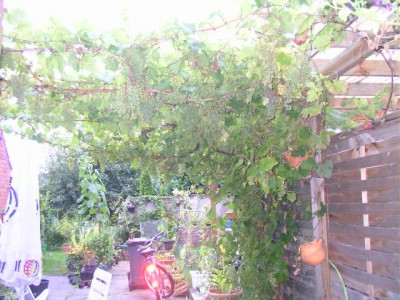Gartenrundgang August 005.JPG