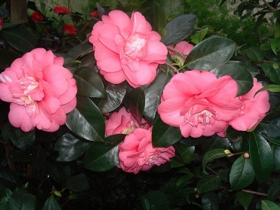 17.01.2008 kamelien.jpg