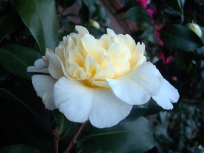 17.01.2008 kamelie -brushfields yellow-.jpg