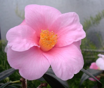 17.01.2008 kamelie8.jpg