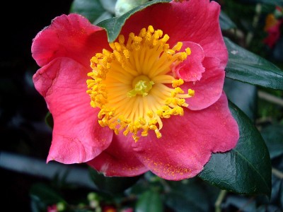 17.01.2008 kamelie7.jpg