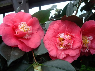 17.01.2008 kamelie6.jpg