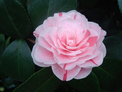 17.01.2008 kamelie5.jpg