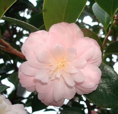 17.01.2008 kamelie4.jpg