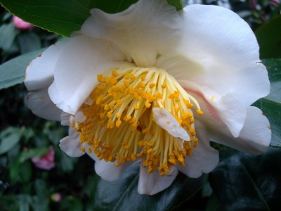 17.01.2008 kamelie2.jpg