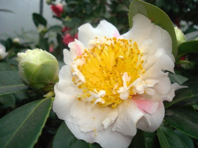 17.01.2008 kamelie1.jpg