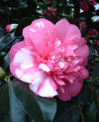 17.01.2008 kamelie0.jpg