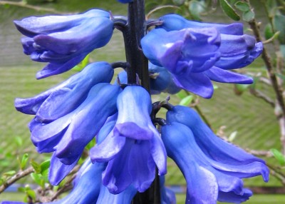 IMG_4420a Hyazinthe.jpg