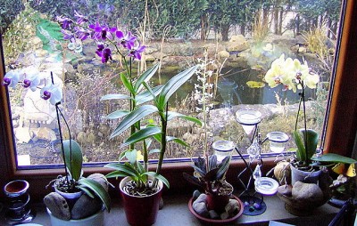 Orchi-Fenster 07.01.2007.JPG
