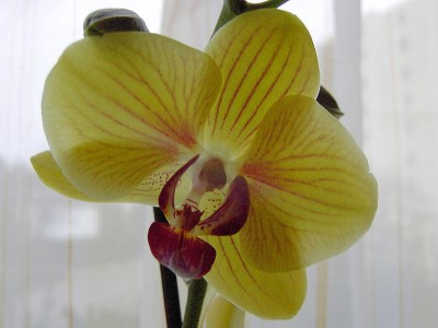 Orchidee1.2 - Phalaenopsis Anthura Gold.JPG