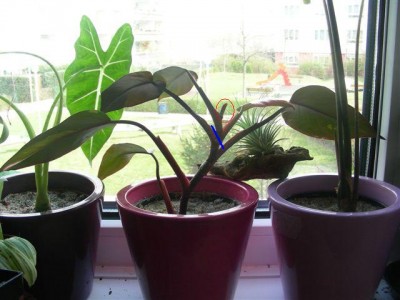 DSCN2875.JPG