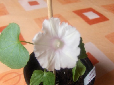 Pflanzen 072.jpg
