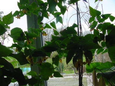 Schönmalve Kentish Bell.jpg