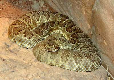 mojave.rattlesnake1.jpg