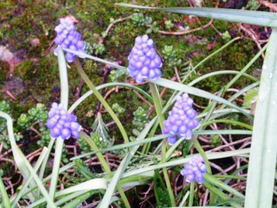 PICT0245.JPG