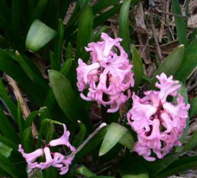 PICT0243.JPG