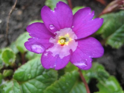 Lila Bodendeckerblüte.jpg