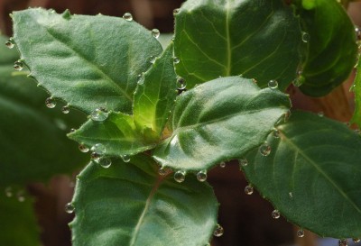 Tautropfen 1.jpg