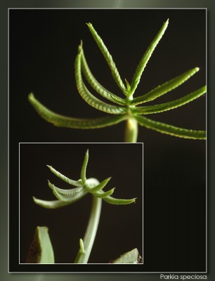 Parkia speciosa - strongy.jpg